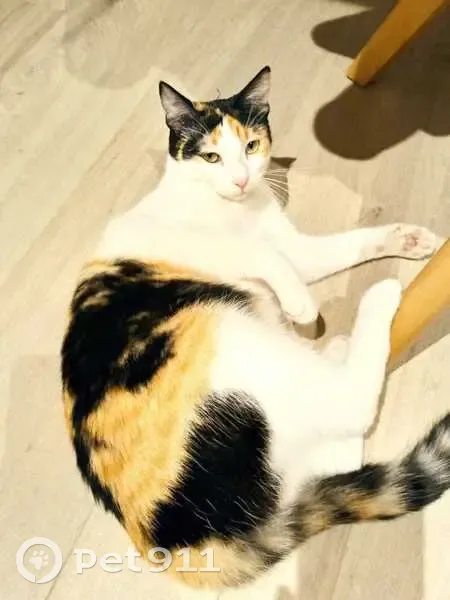 Chatte perdue 3 couleurs, Poussan - photo
