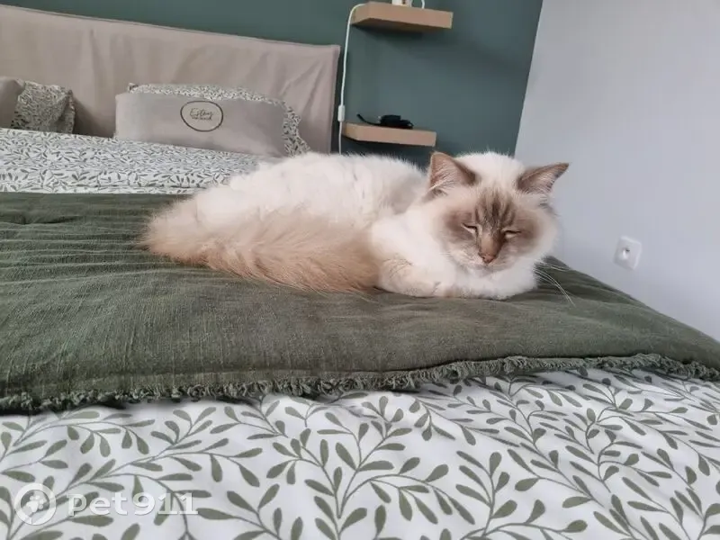 Chat Sacré de Birmanie disparu à Orvault - photo
