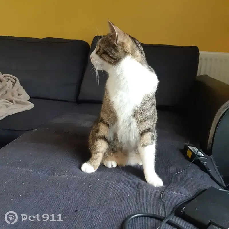 Chat européen perdu à Rezé, 4 ans, pucé - photo