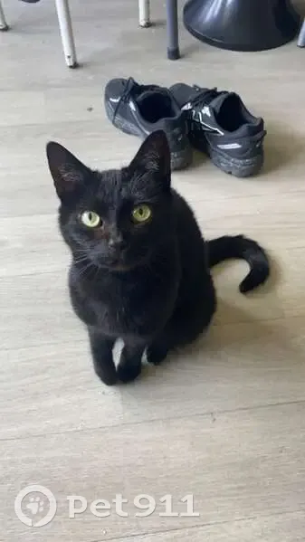 Chatte noire Moumoune perdue à Laval - photo
