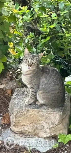 Chats perdus à Cagnes-sur-Mer - photo