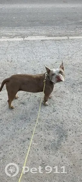 Chienne staffie marron peureuse trouvée - photo