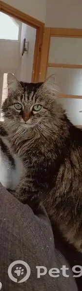 Chatte 