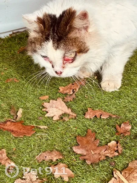 Chat errant sauvage à Gradignan - photo