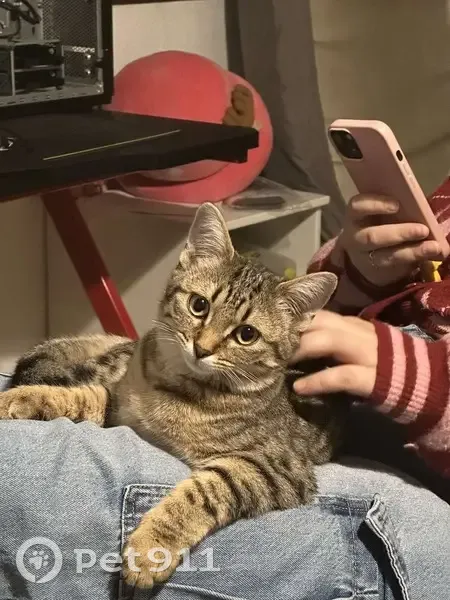 Chatte tigrée perdue à Cugnaux - photo