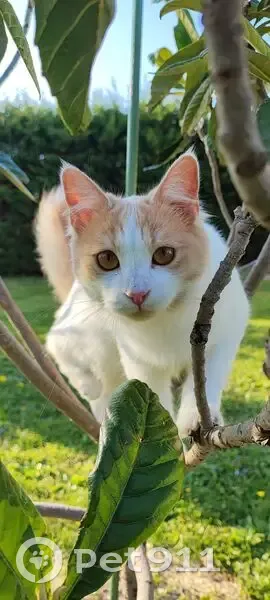 Chat européen blanc et roux perdu - photo