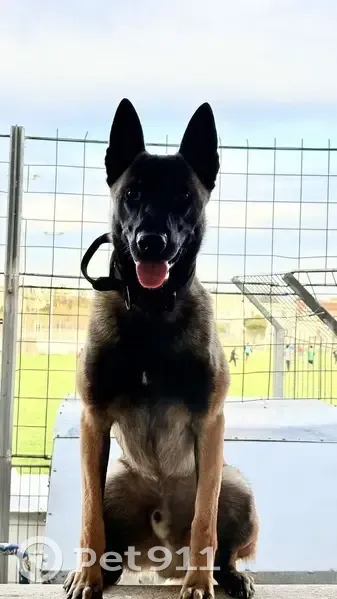 Malinois 11 mois perdu à Montpellier - photo