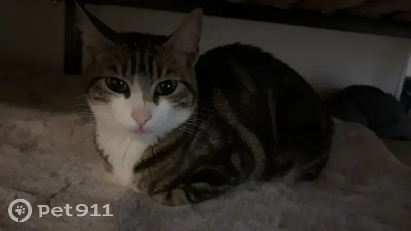 Chat tigré trouvé McDrive Stade de France - photo
