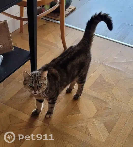 Chatte perdue à Brétigny-sur-Orge - photo