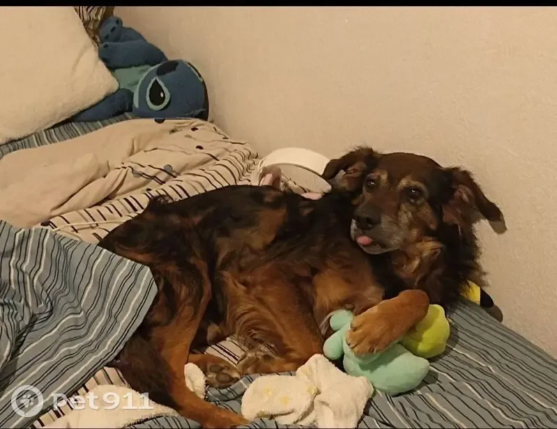 Chien disparu, 16 ans, Rue Flandres Béziers - photo