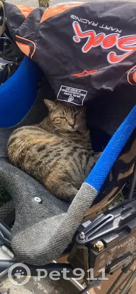 Chatte tachetée disparue à Bordes - photo