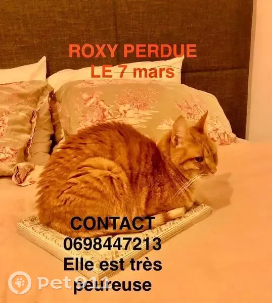 Chatte rousse perdue à Châteauneuf-du-Pape - photo