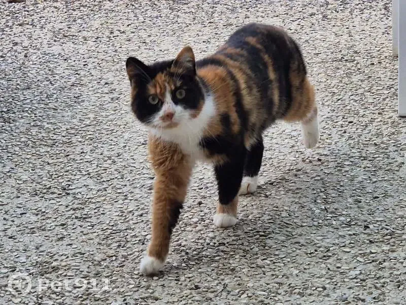 Jeune chatte trouvée à Périgny-sur-Yerres - photo