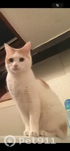 Chat perdu à Hellemmes : blanc et roux - photo
