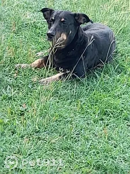 Chien noir trouvé à Le Gosier, Guadeloupe - photo