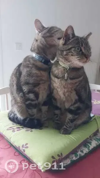 Chatte tigrée TSUKI disparue à Rezé - photo