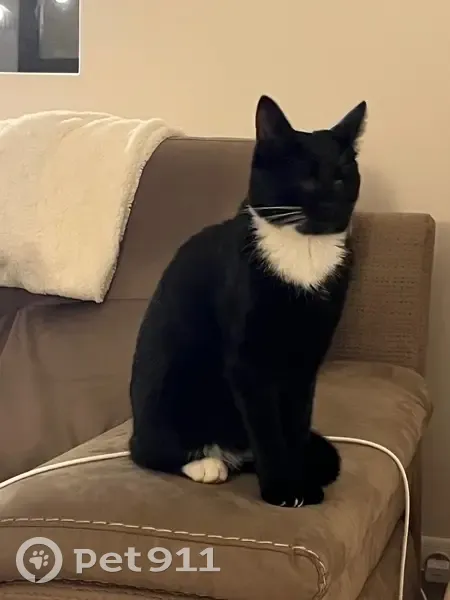 Chatte noire aveugle perdue à Romagnat - photo