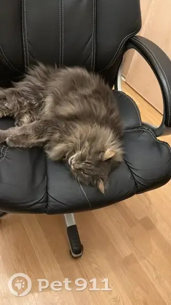Chat mâle perdu à Cherveux, aide demandée - photo