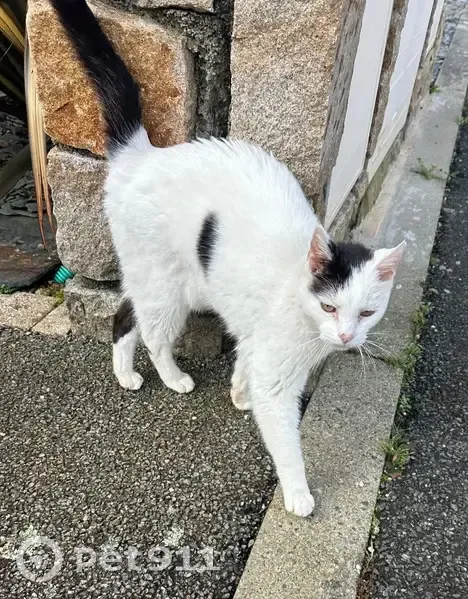 Chat affamé cherche refuge à Brest - photo