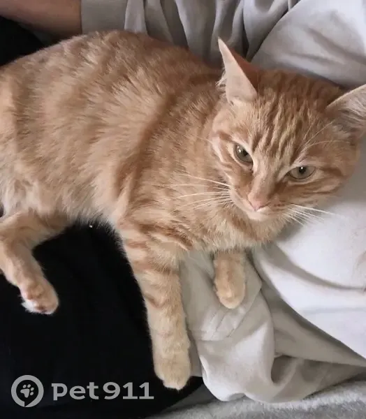 Chat perdu : Tatsu, rousse, Rue Charles Rivière - photo
