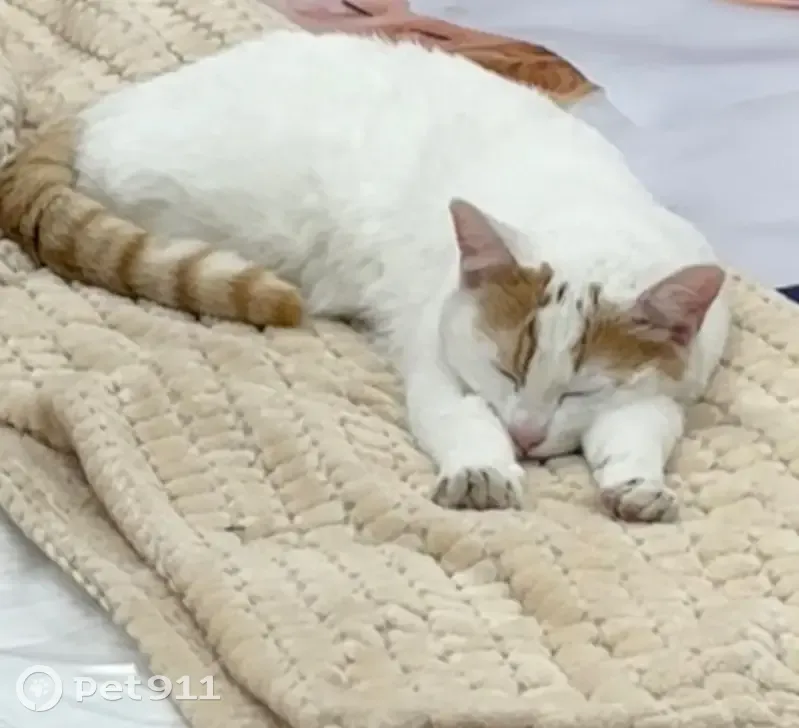 Chatte blanche-crème perdue à Montrevault - photo