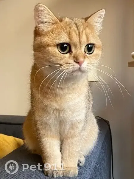 Chatte rousse/noire disparue à Paris 12e - photo