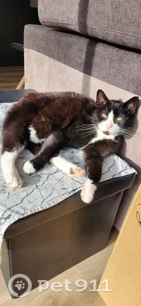 Chat Felice perdu, vérifiez vos garages ! - photo
