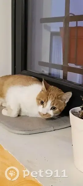 Chat mâle roux et blanc trouvé à Vienne - photo