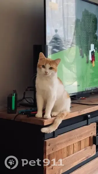 Chat blanc et roux perdu à Luçon - photo