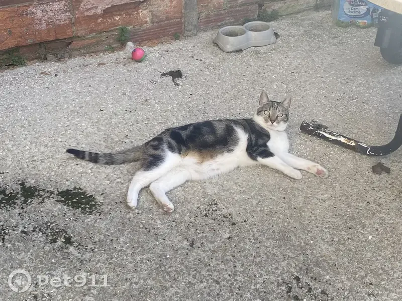 Chat européen perdu à Drancy - photo