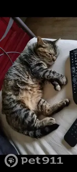 Chatte Européenne Disparue à Pomacle - photo