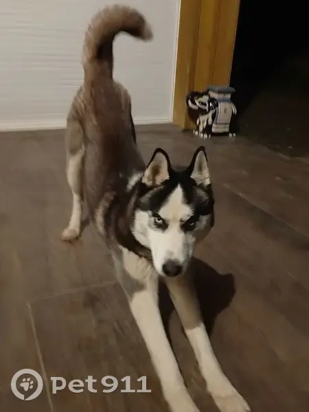 Husky mâle trouvé câlin à Mauvezin-sur-Gupie - photo
