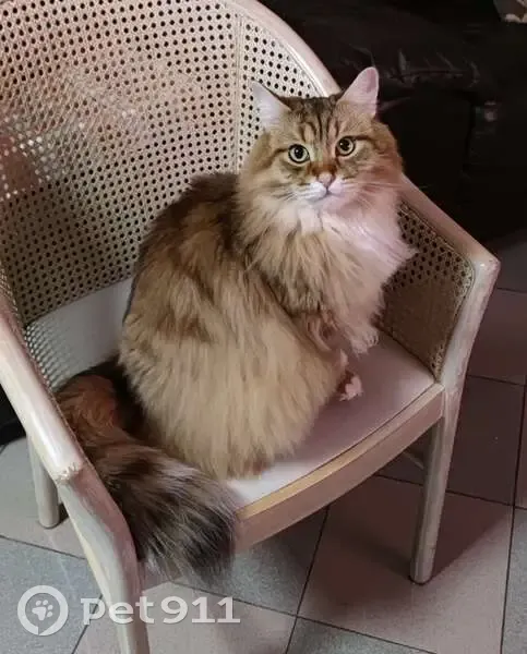 Chat mâle roux/marron perdu à Paris - photo