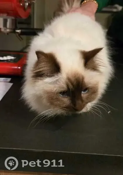 Chat trouvé Chemin de la Hunière - photo