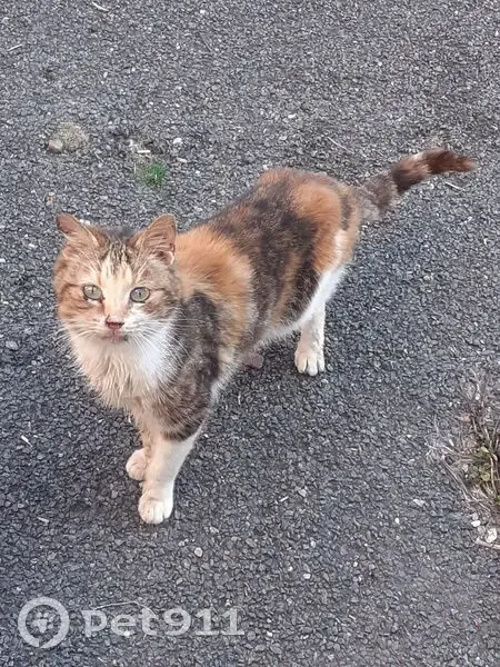 Chatte craintive trouvée à Bédouès-Cocurès - photo