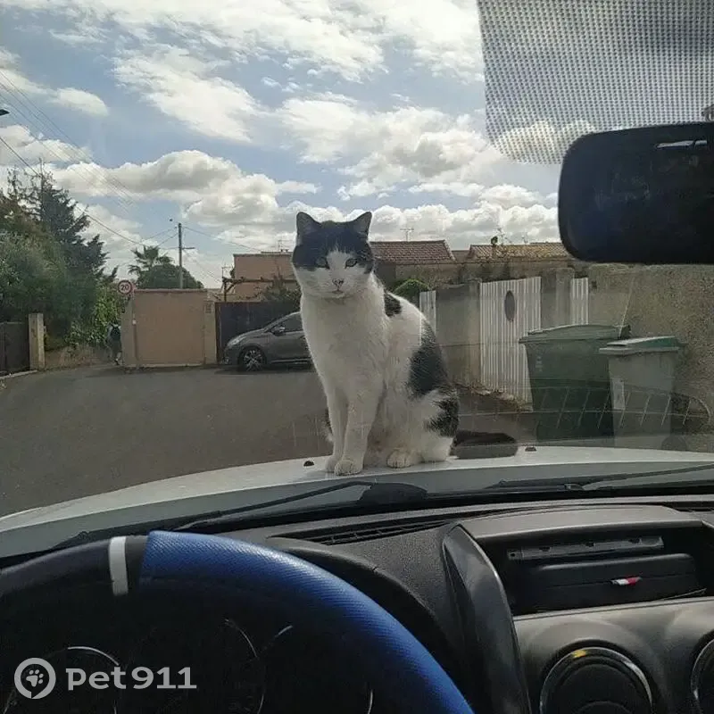 Chat sociable 