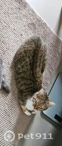 Chat perdu, pucé, Véretz, Chemin Bussardière - photo