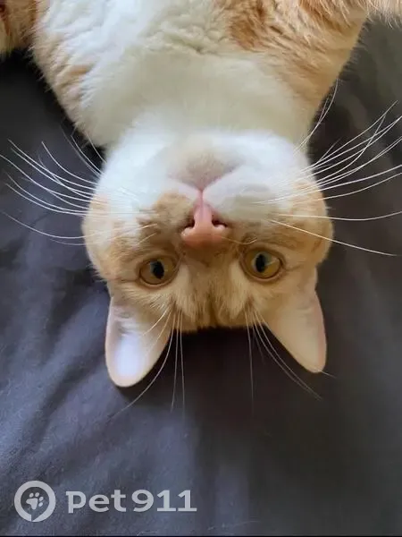 Chat roux et blanc perdu à Angoulême - photo