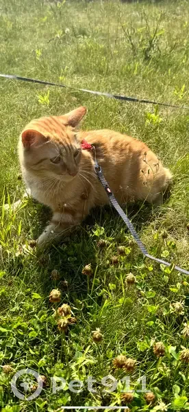 Simba disparu, castré et pucé à Avelin - photo