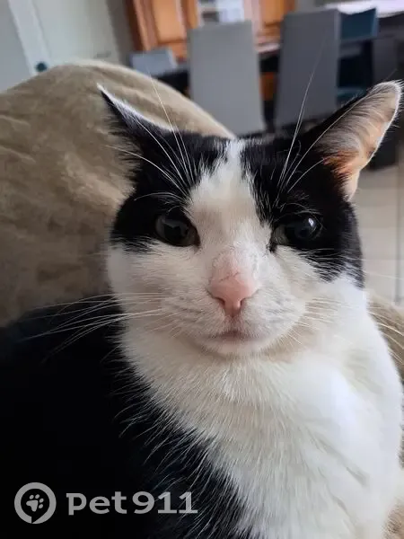 Chatte noire et blanche perdue à Firminy - photo