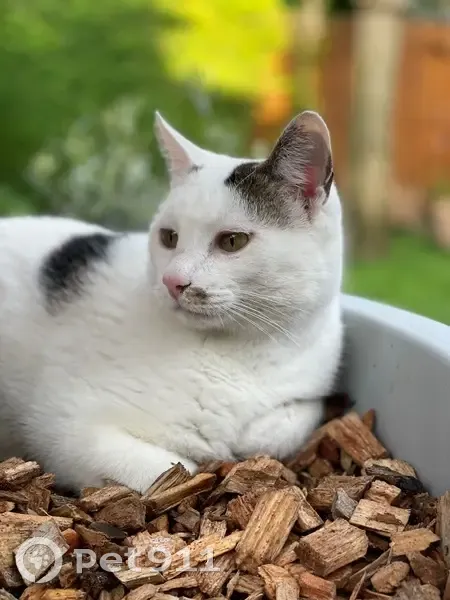 Chat perdu : blanc, tâches noires, Savigny-le-Temple - photo