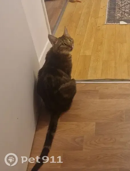Chatte trouvée confiée à la police municipale - photo