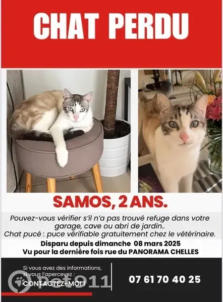 Chat disparu à Chelles, rue du Panorama - photo