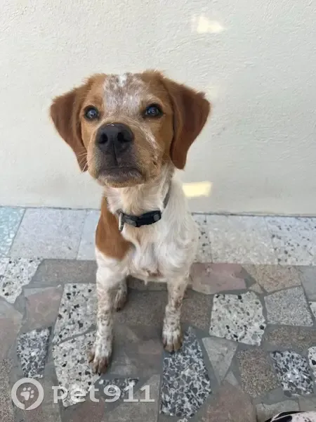 Chien bicolore disparu à Gémenos - photo