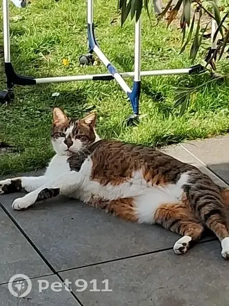 Chat perdu à Orléans, Place Dunois - photo