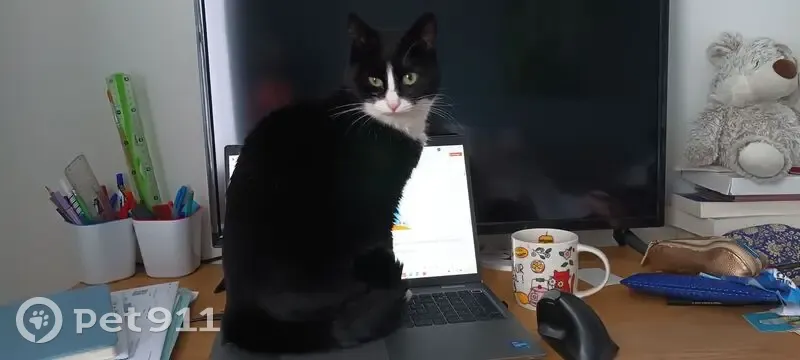 Chatte noire et blanche perdue à Orvault - photo