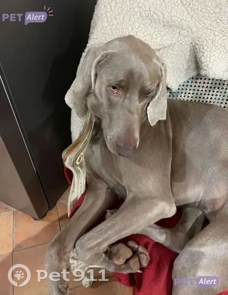 Chien perdu : Braque de Weimar gris 2 ans - photo