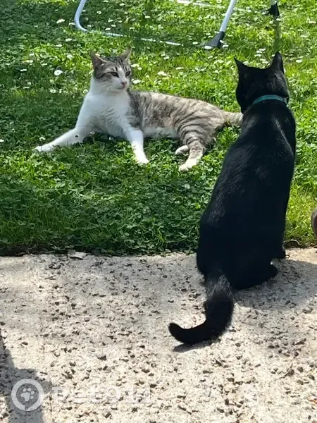 Chat mâle 2 ans perdu à Niort - photo