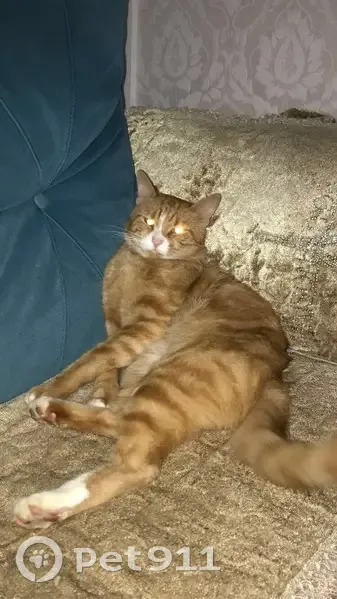 Chat orange et blanc disparu à Strasbourg - photo