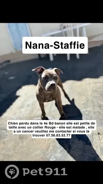 Chienne Staffie Perdue à Marseille 4ème - photo